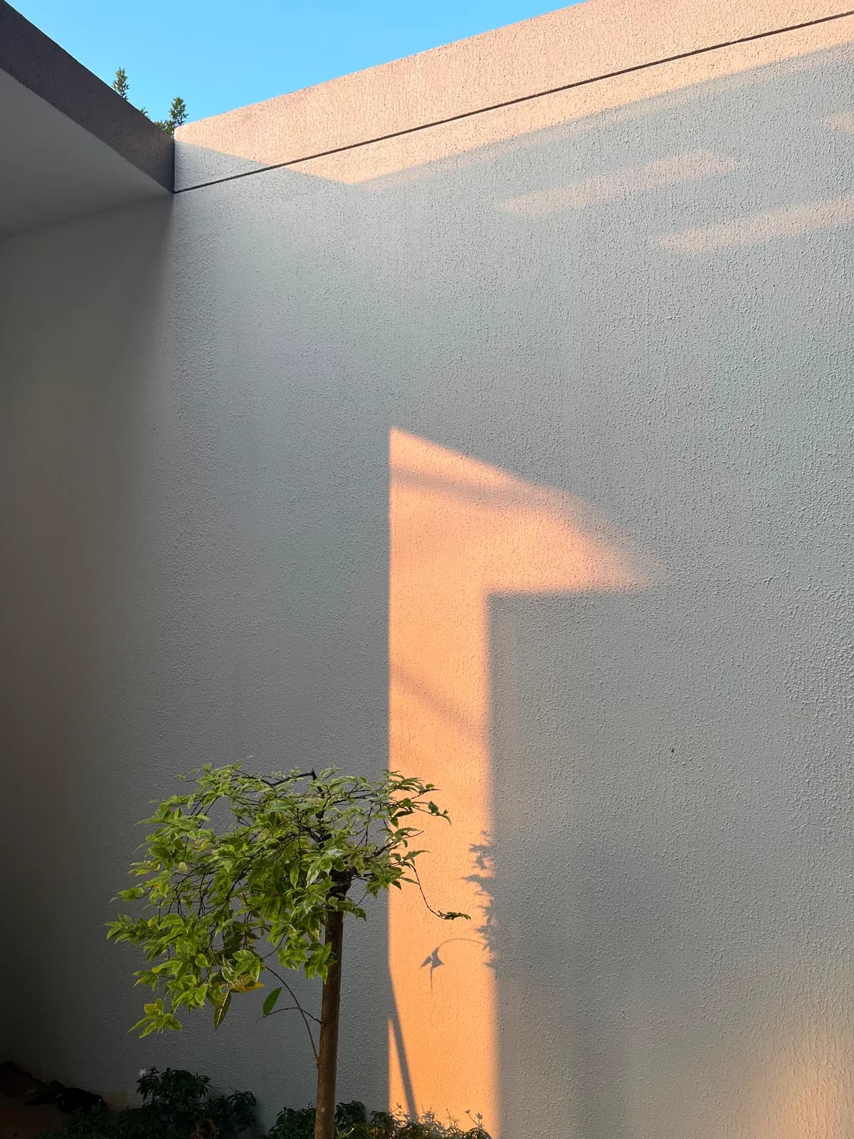 Sunlit corner of the plastered courtyard wall with a small tree and low planting